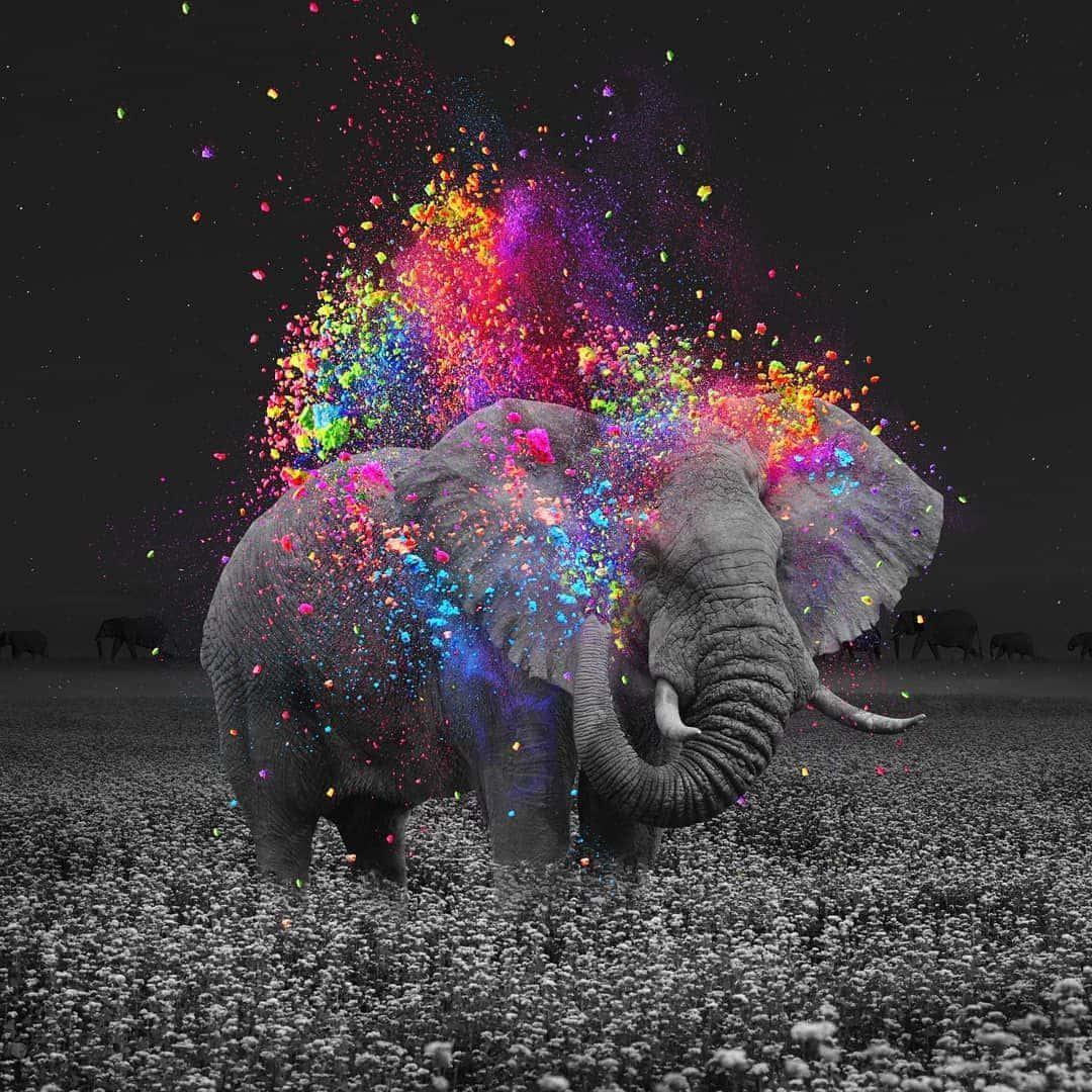 Elefantelindo En Escala De Grises Jugando Con Pintura De Colores Fondo de pantalla
