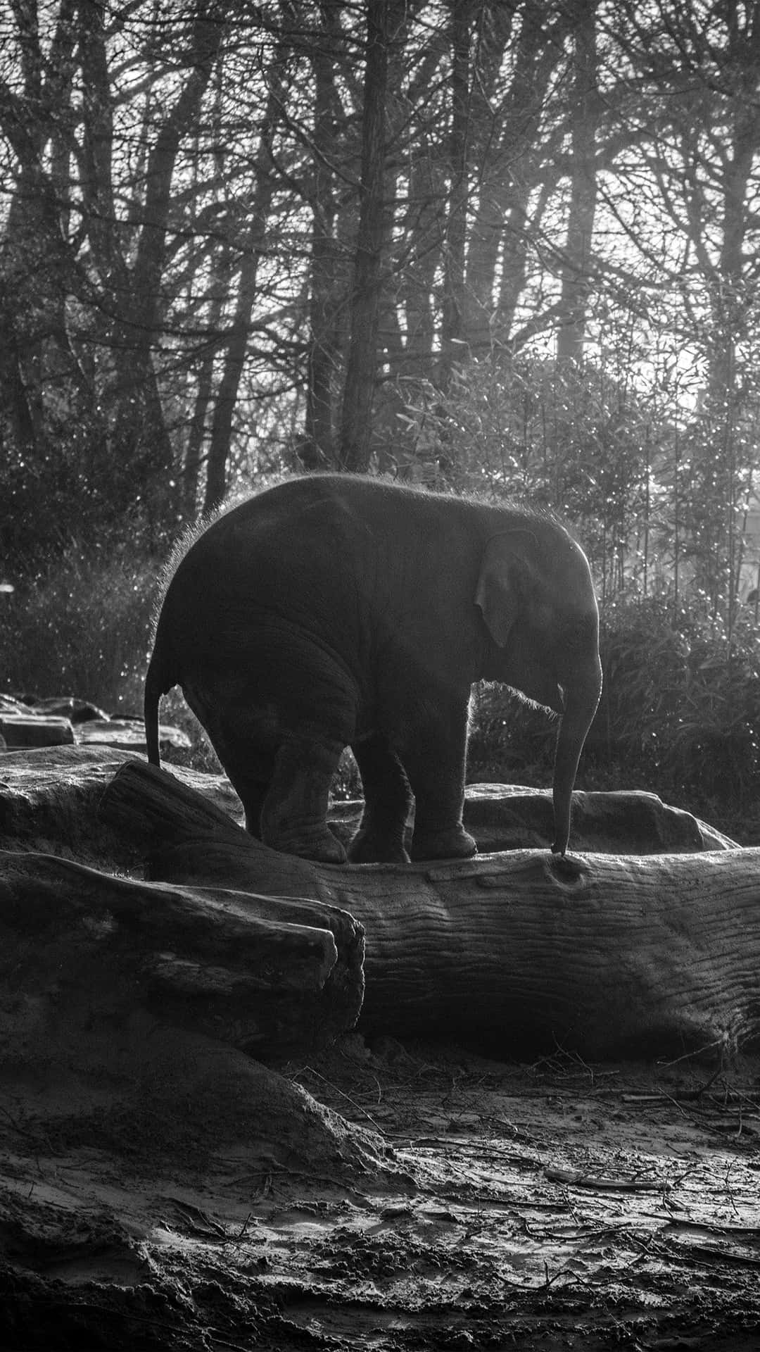 Diesesbild Von Einem Süßen Elefanten Zeigt Uns, Wie Majestätisch Und Schön Diese Kreaturen Sein Können.
