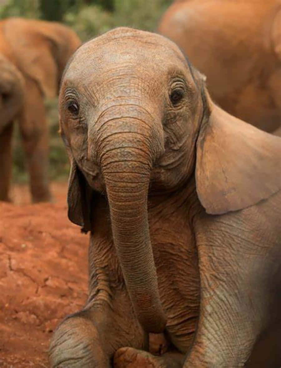 Cute Elephant Pictures Lovely Picture