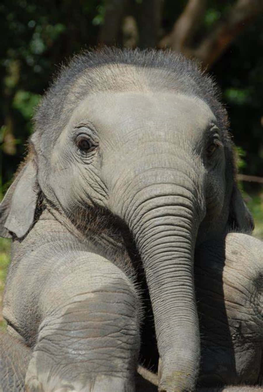 Cute Elephant Pictures Front View Picture