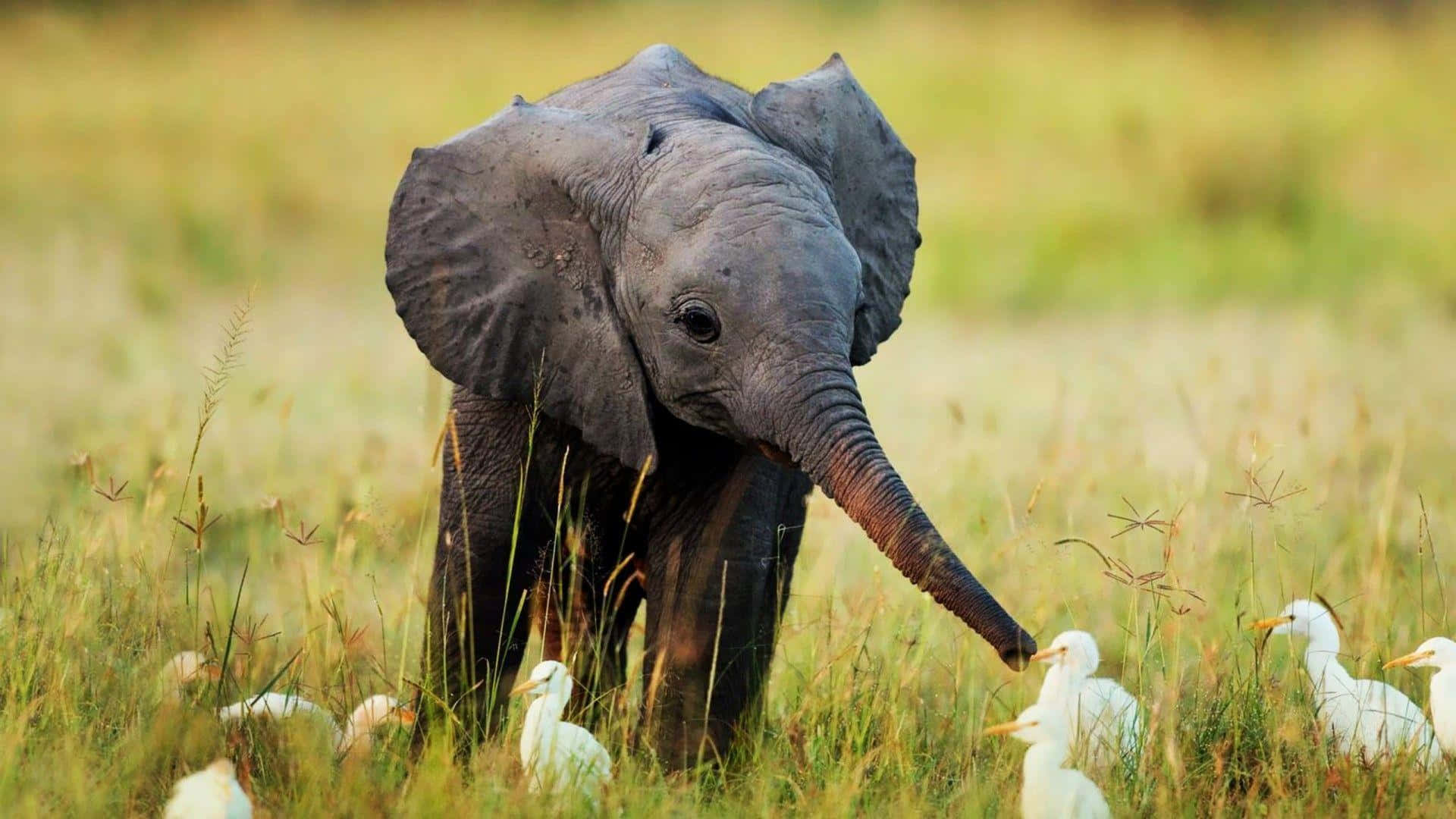 Adorably Cute Elephant