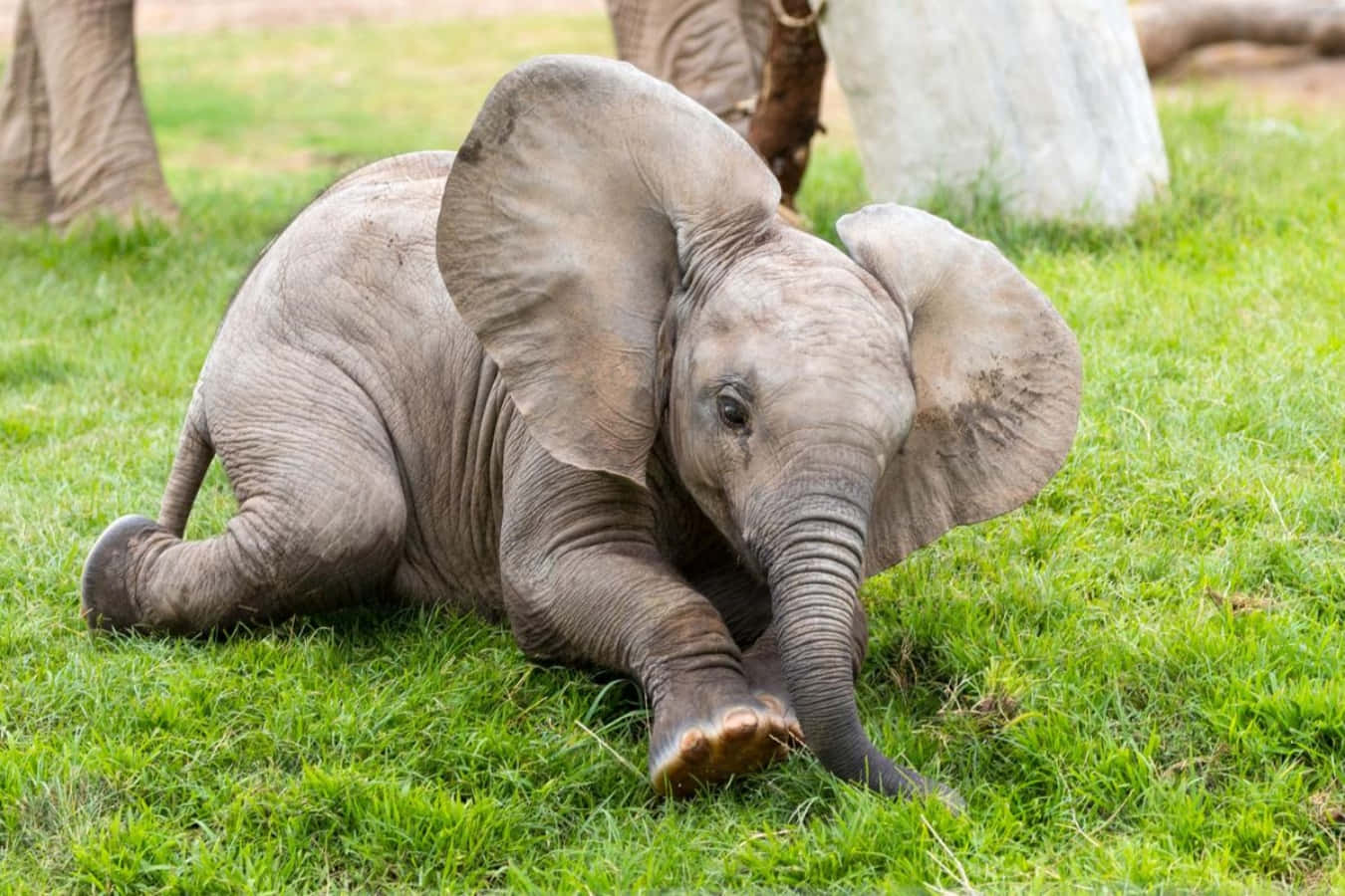 Bedårandeliten Elefant Njuter Av Utomhusmiljön.