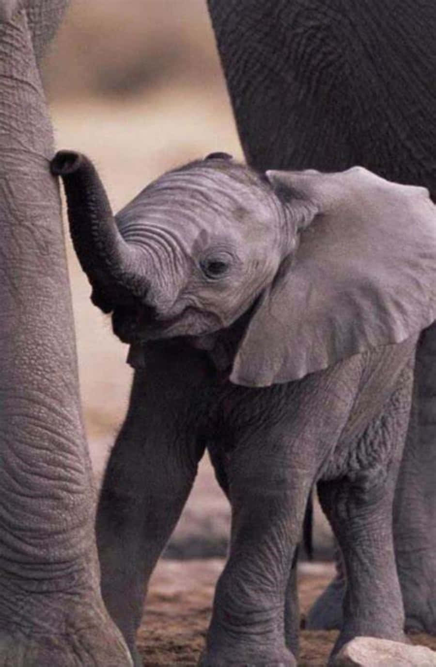 Bildein Niedlicher Elefant Genießt Die Natur
