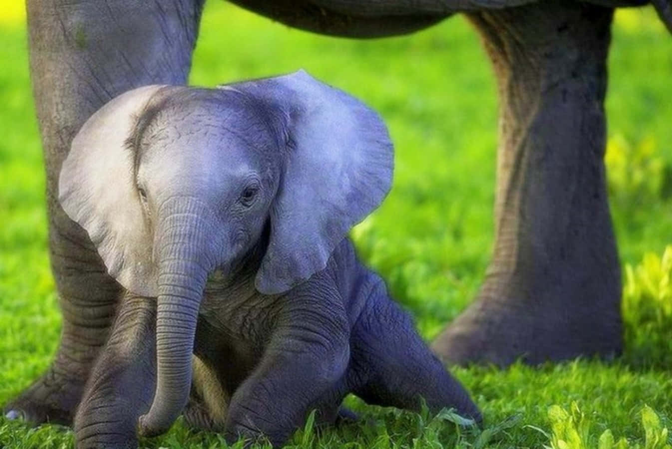 Sød Baby Elefant motivet i afslappet stil.