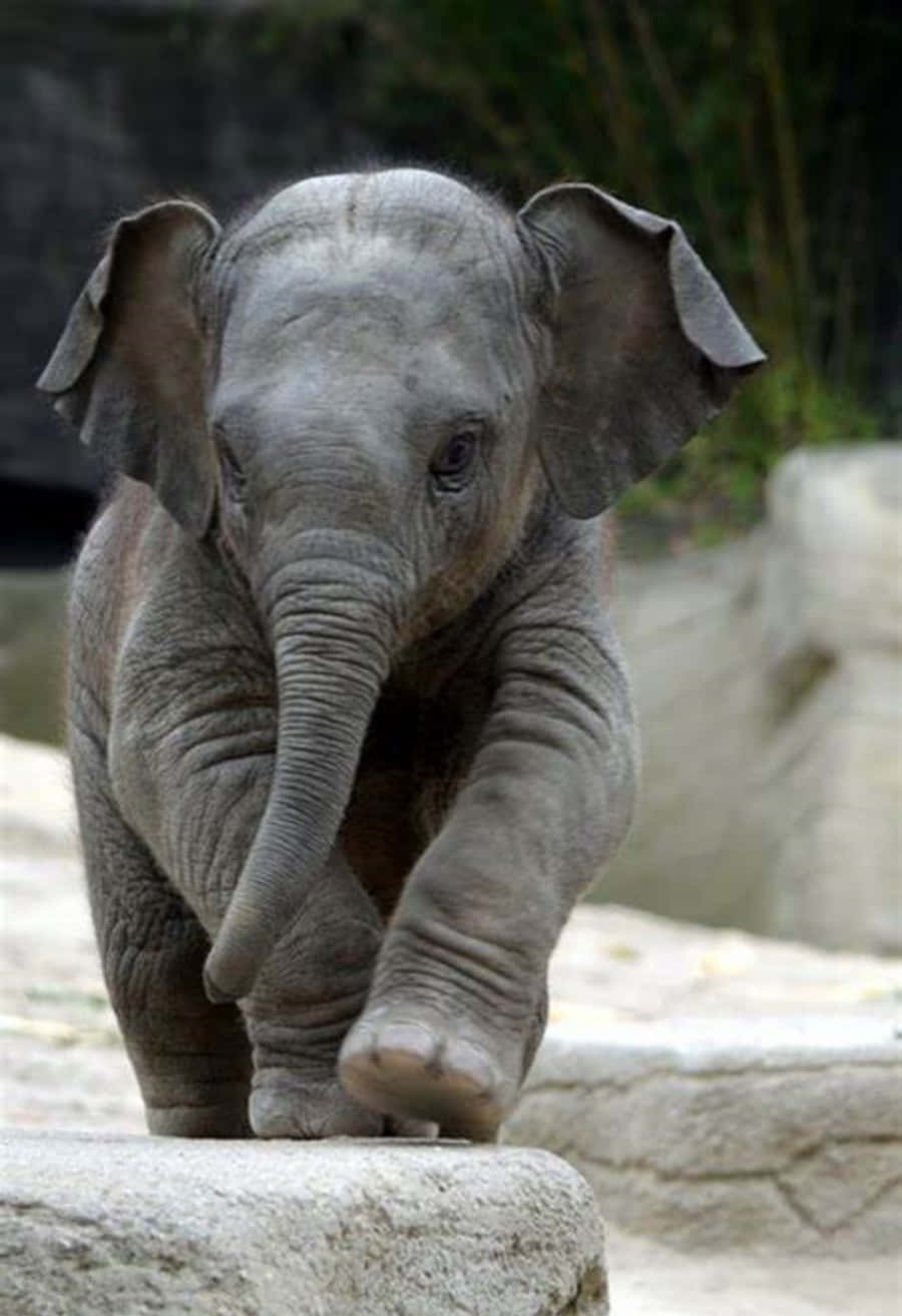 Cute Elephant Pictures Walking Picture