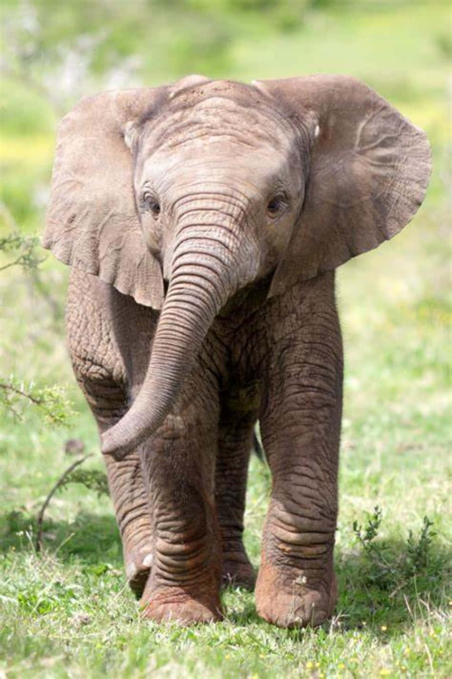 Cute Elephant Pictures Sunny Day Picture