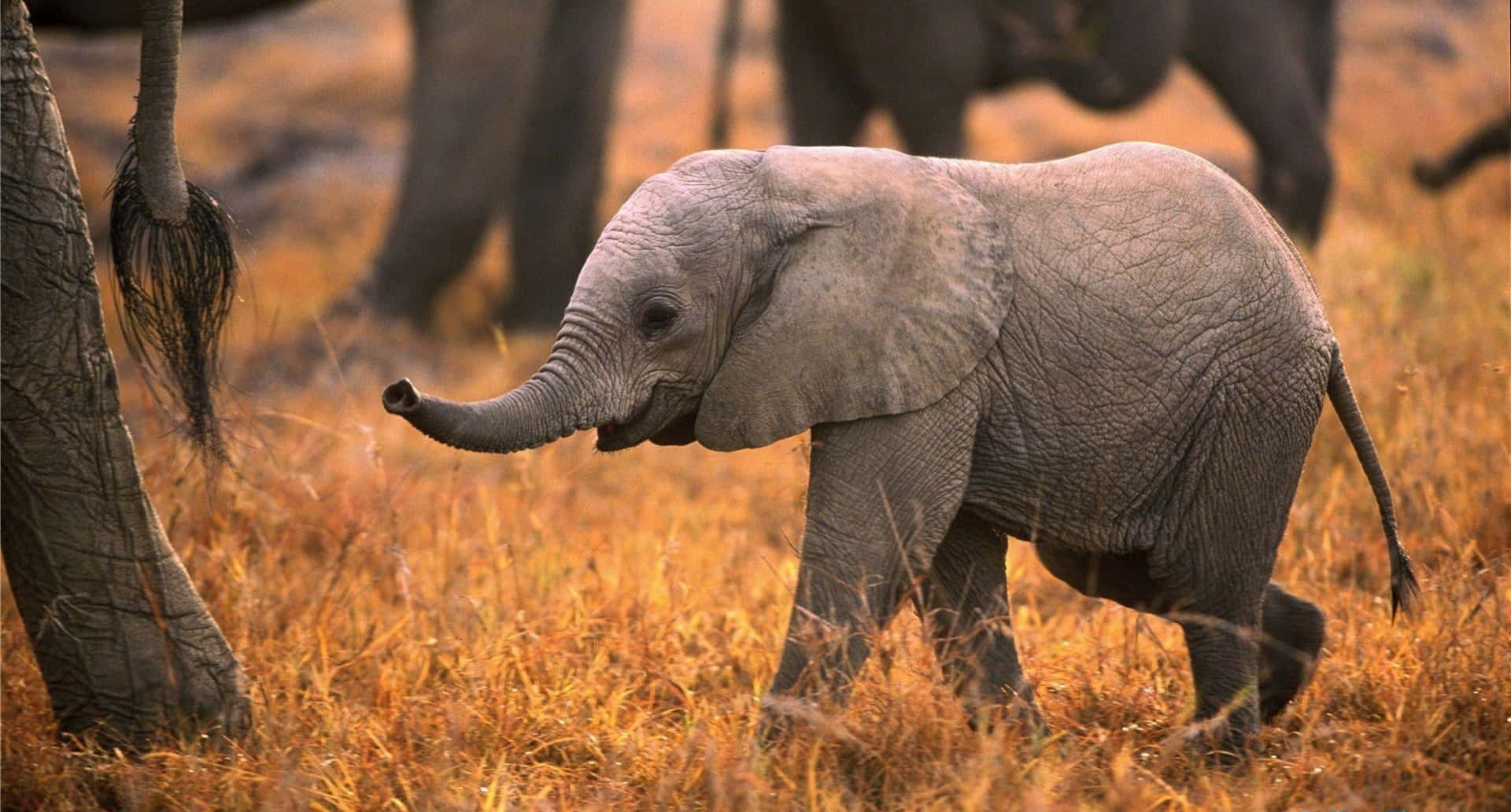 Adorable baby elephant looks up in wonder
