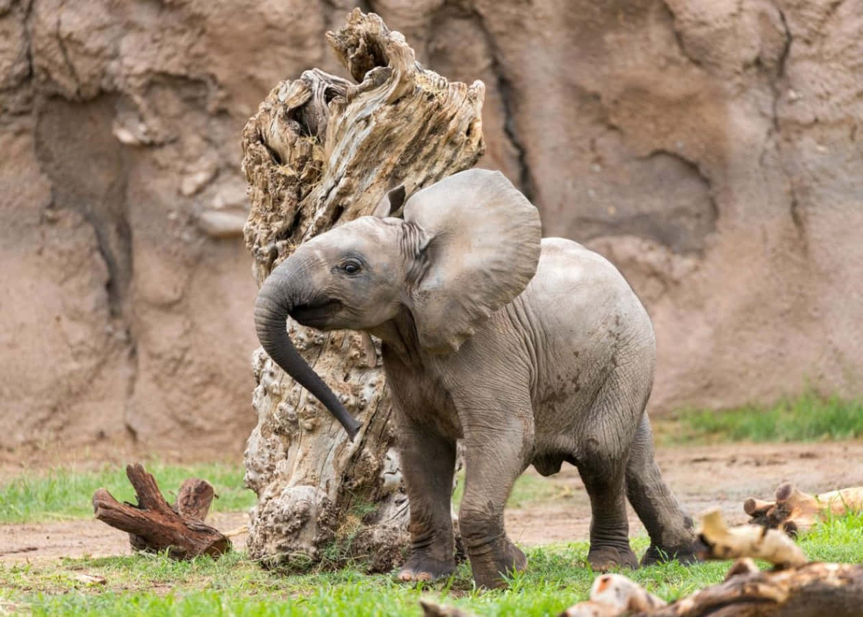 "A happy and cute little elephant!"