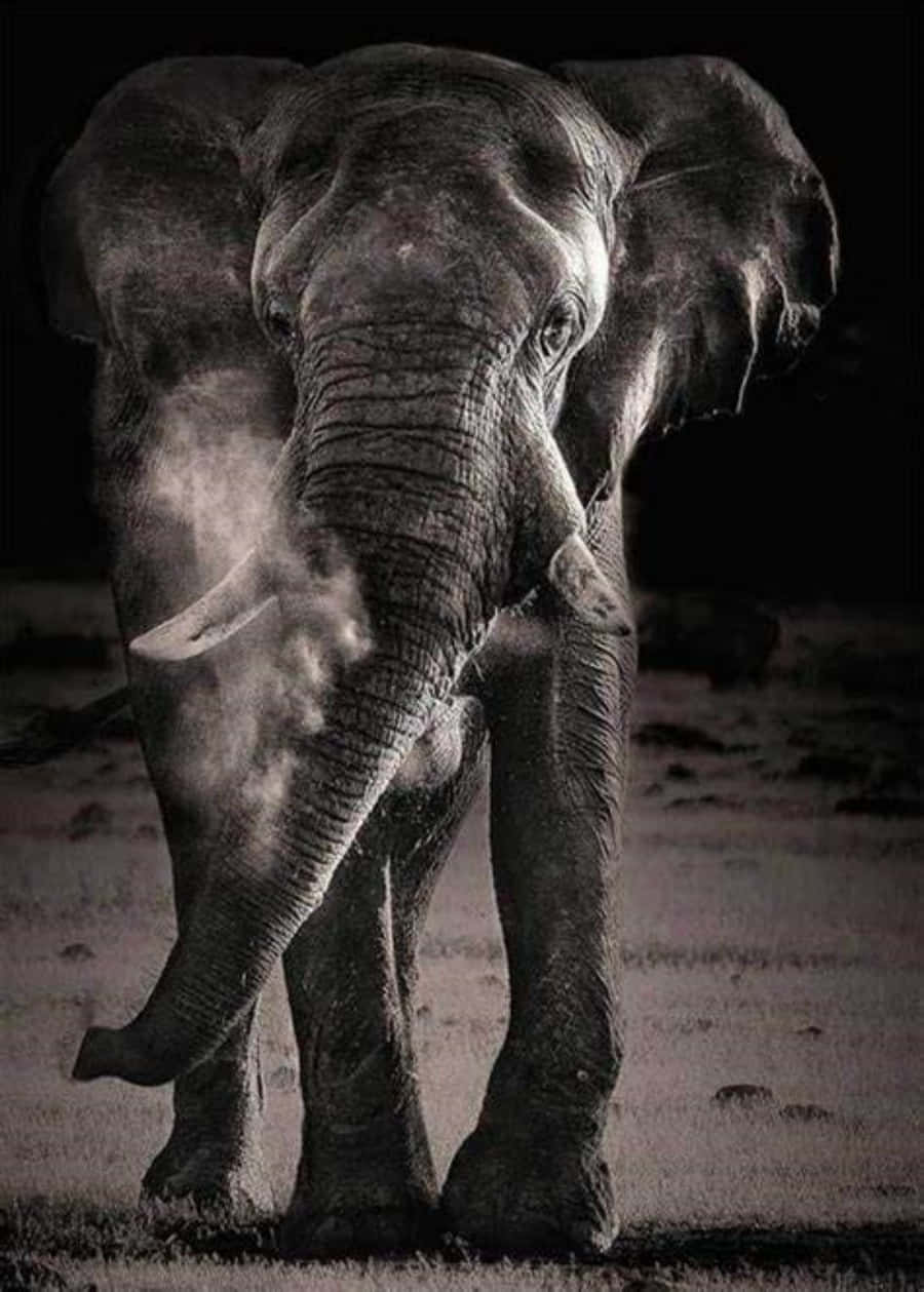 En smuk baby elefant, smiler sødt.