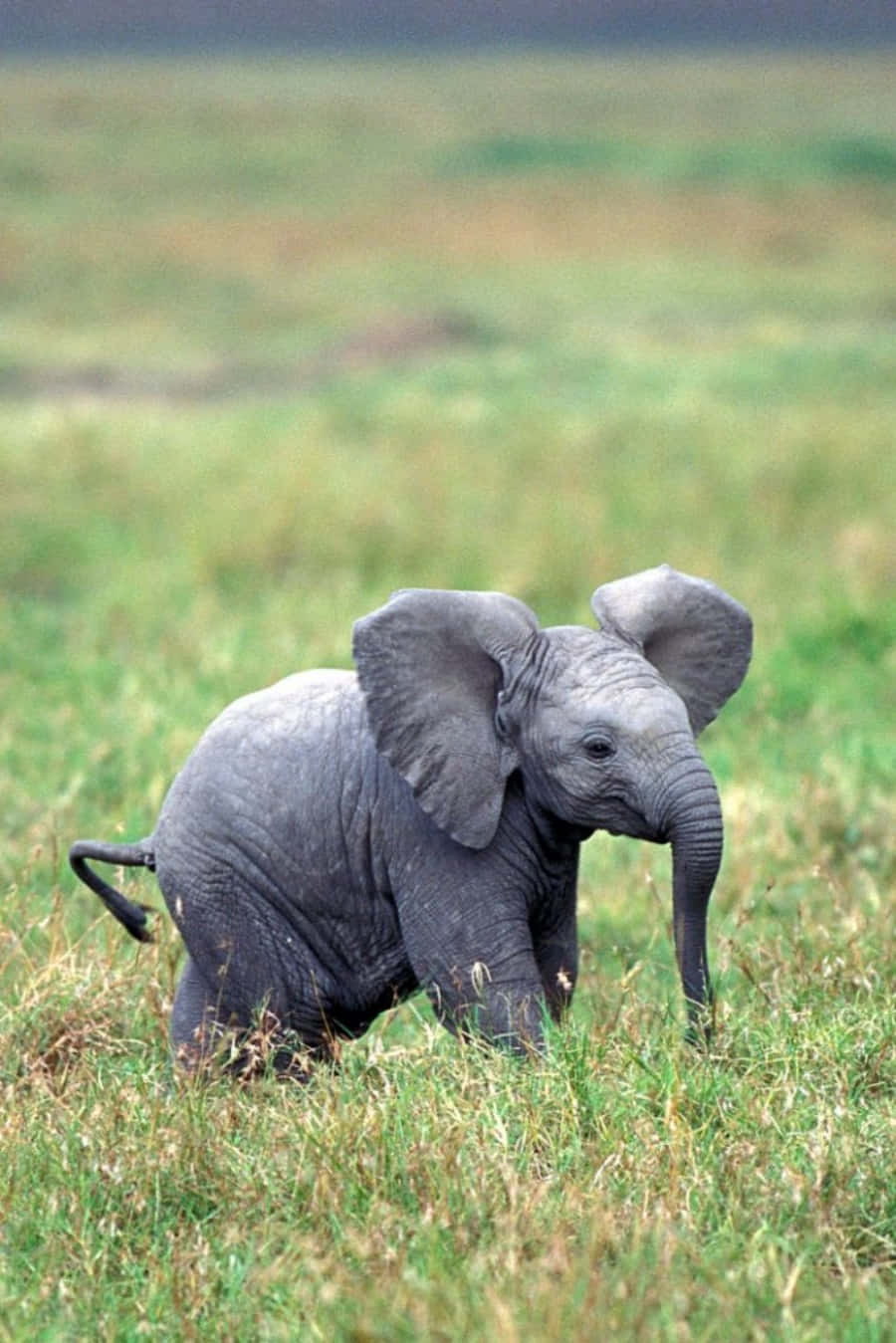 Look how adorable this elephant is!