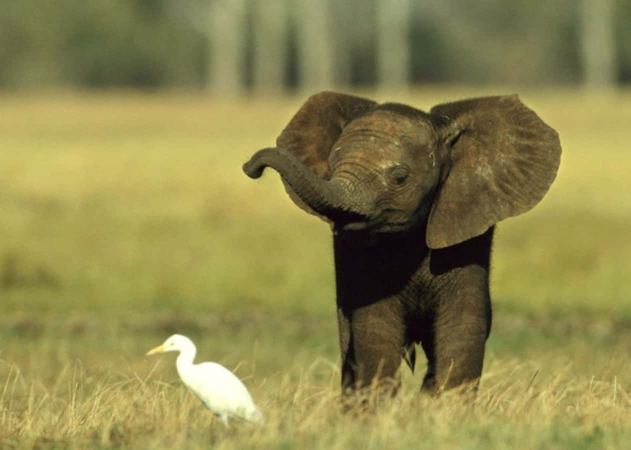 A Cute Elephant Enjoying a Snack