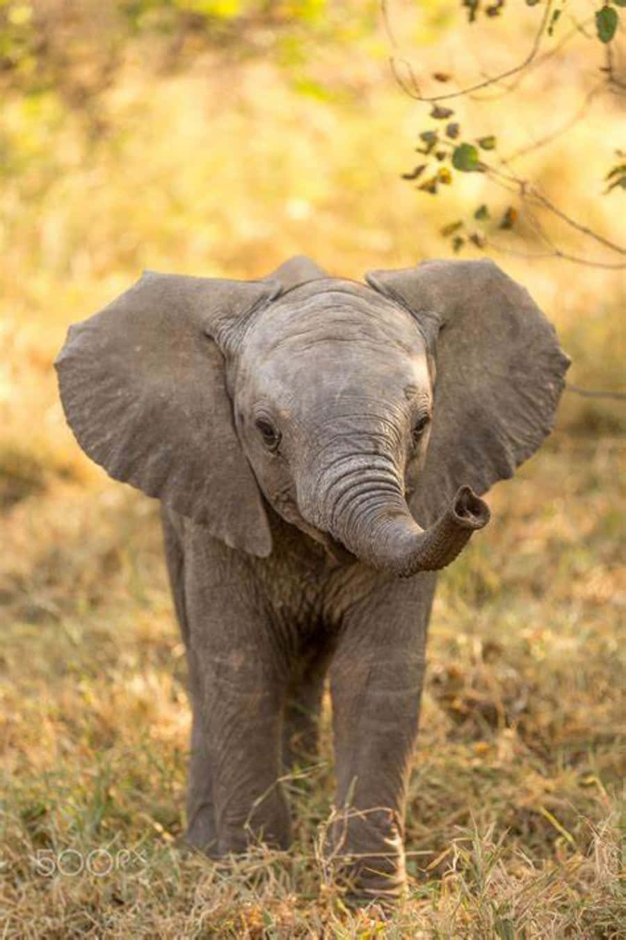 Adorable little Elephant