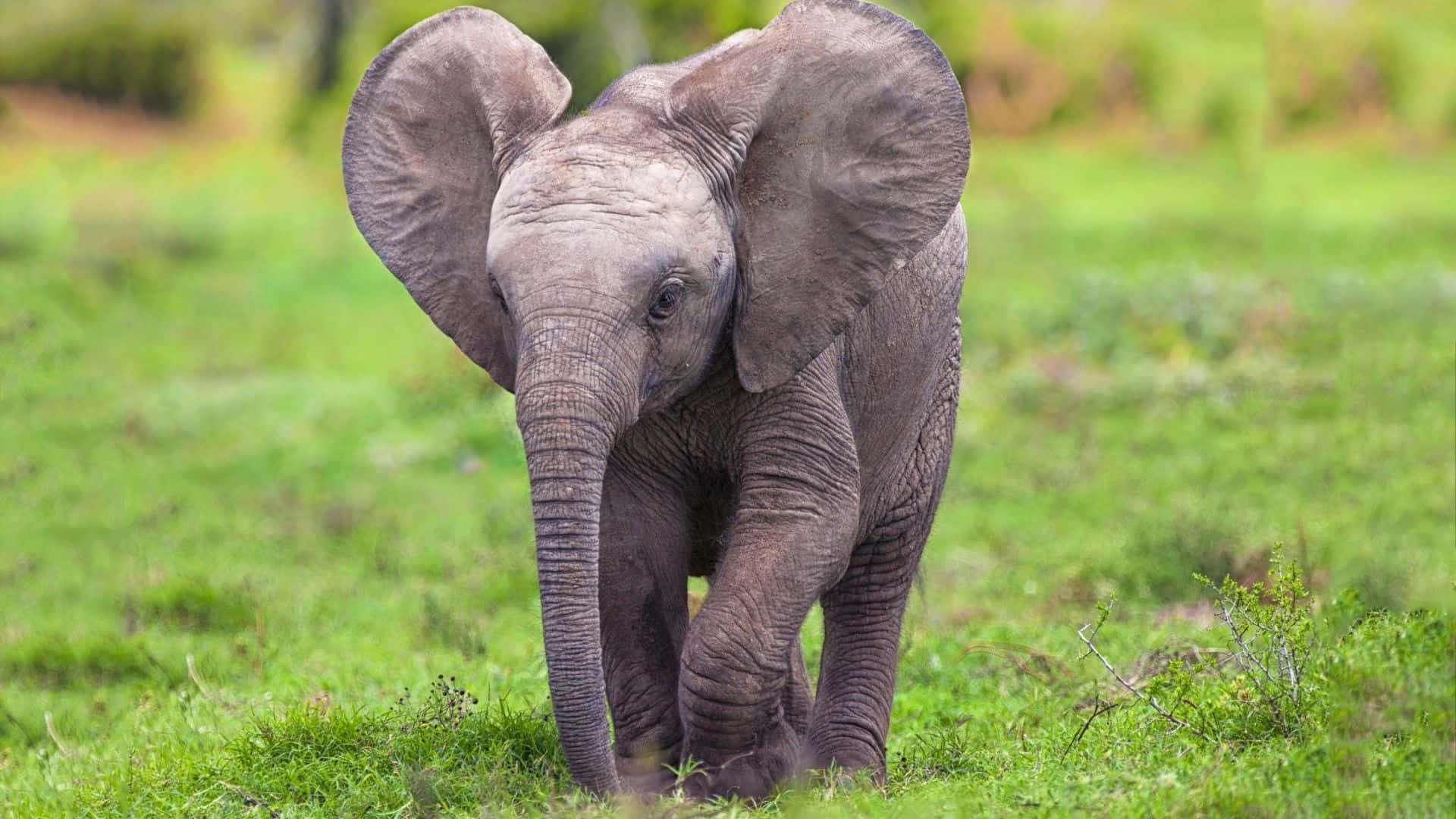 Et babyelefant der går gennem et græsmark.