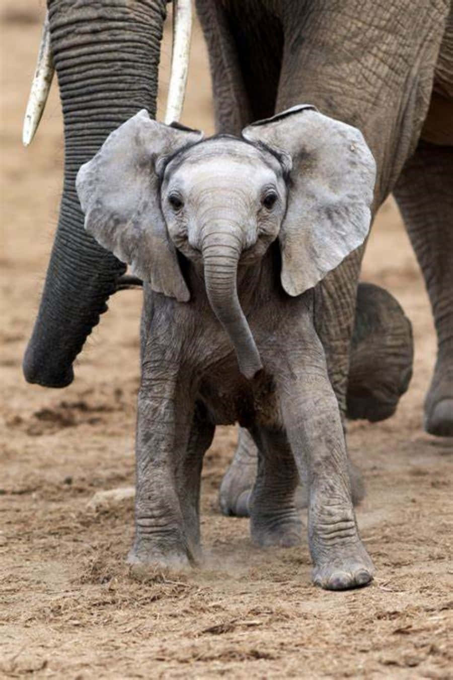 Sød Elefant krydser vejen.