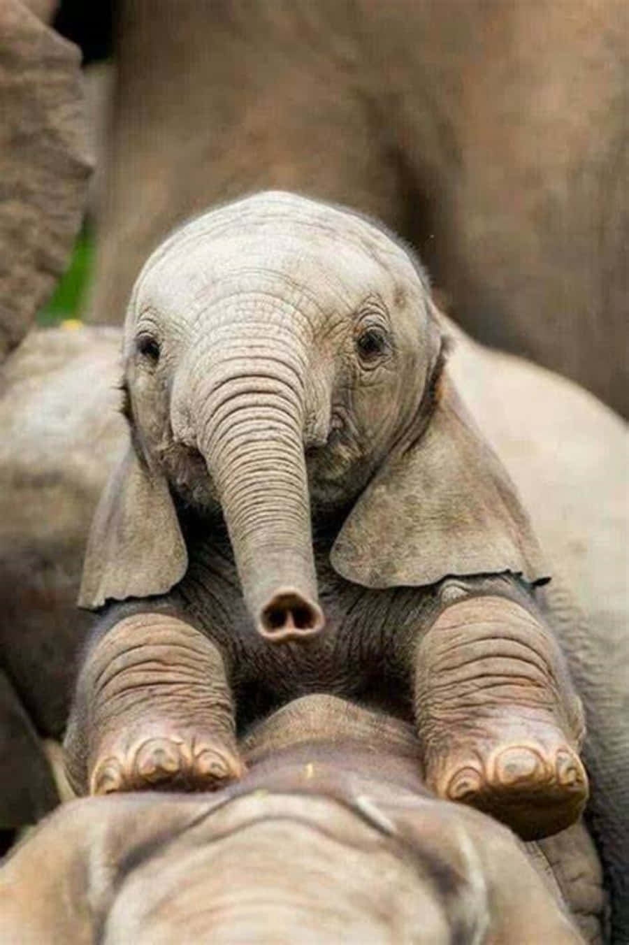 Ensöt Och Glädjefull Elefant.
