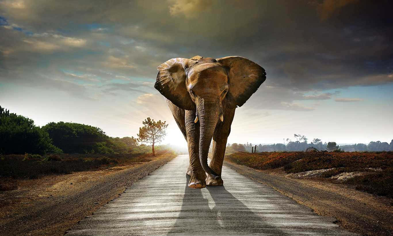 Elefantecarino Che Cammina Da Solo Sulla Strada. Sfondo