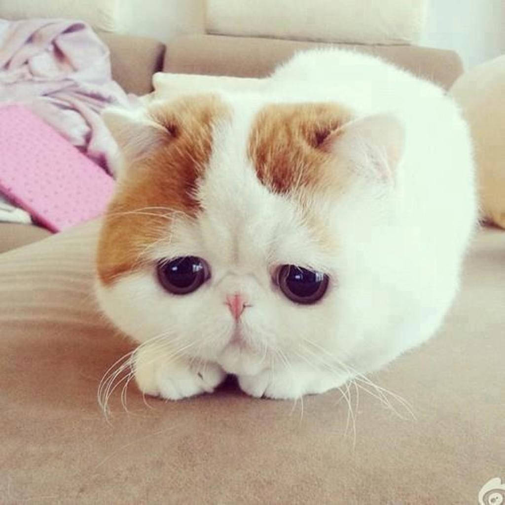 A portrait of a cutely solemn Exotic Shorthair cat with soulful, sad eyes. Wallpaper