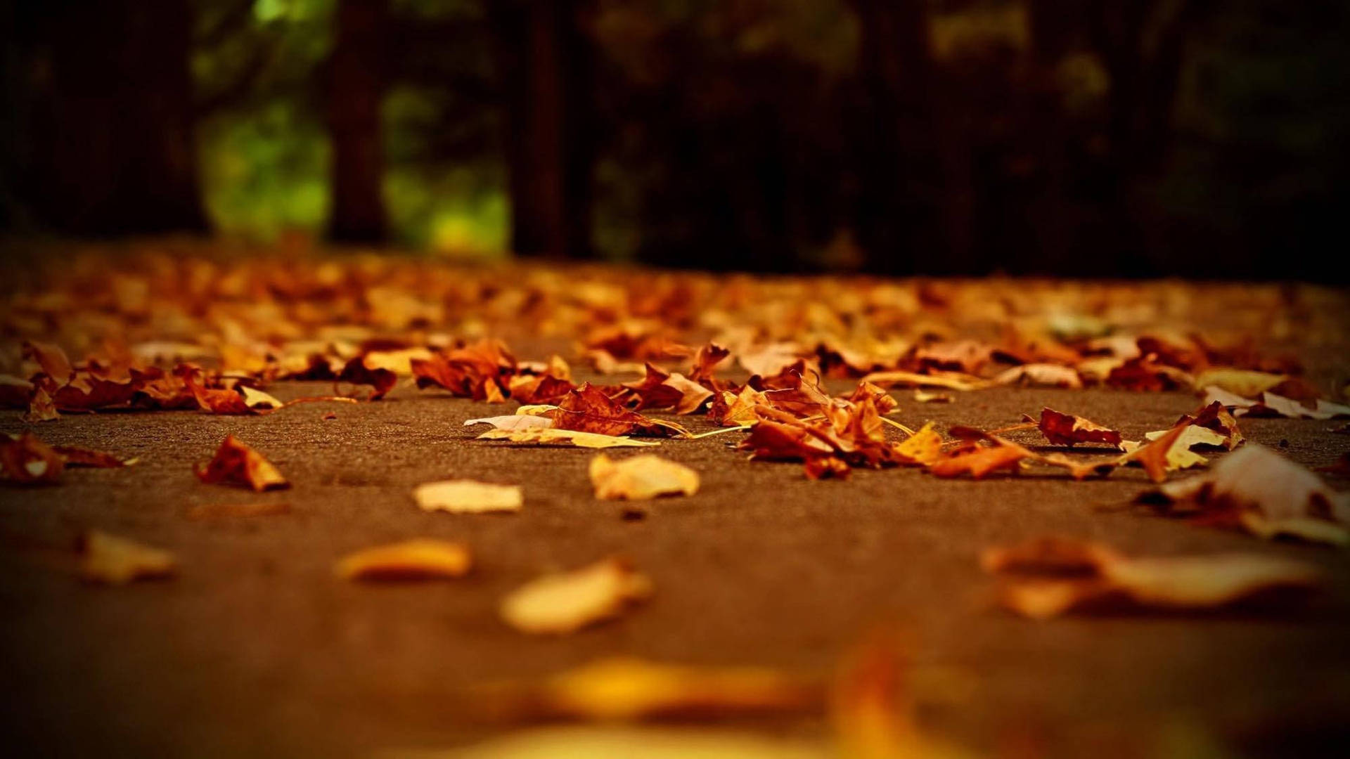 Sød efterår æstetisk tørt bladføde skrivebords tapet Wallpaper
