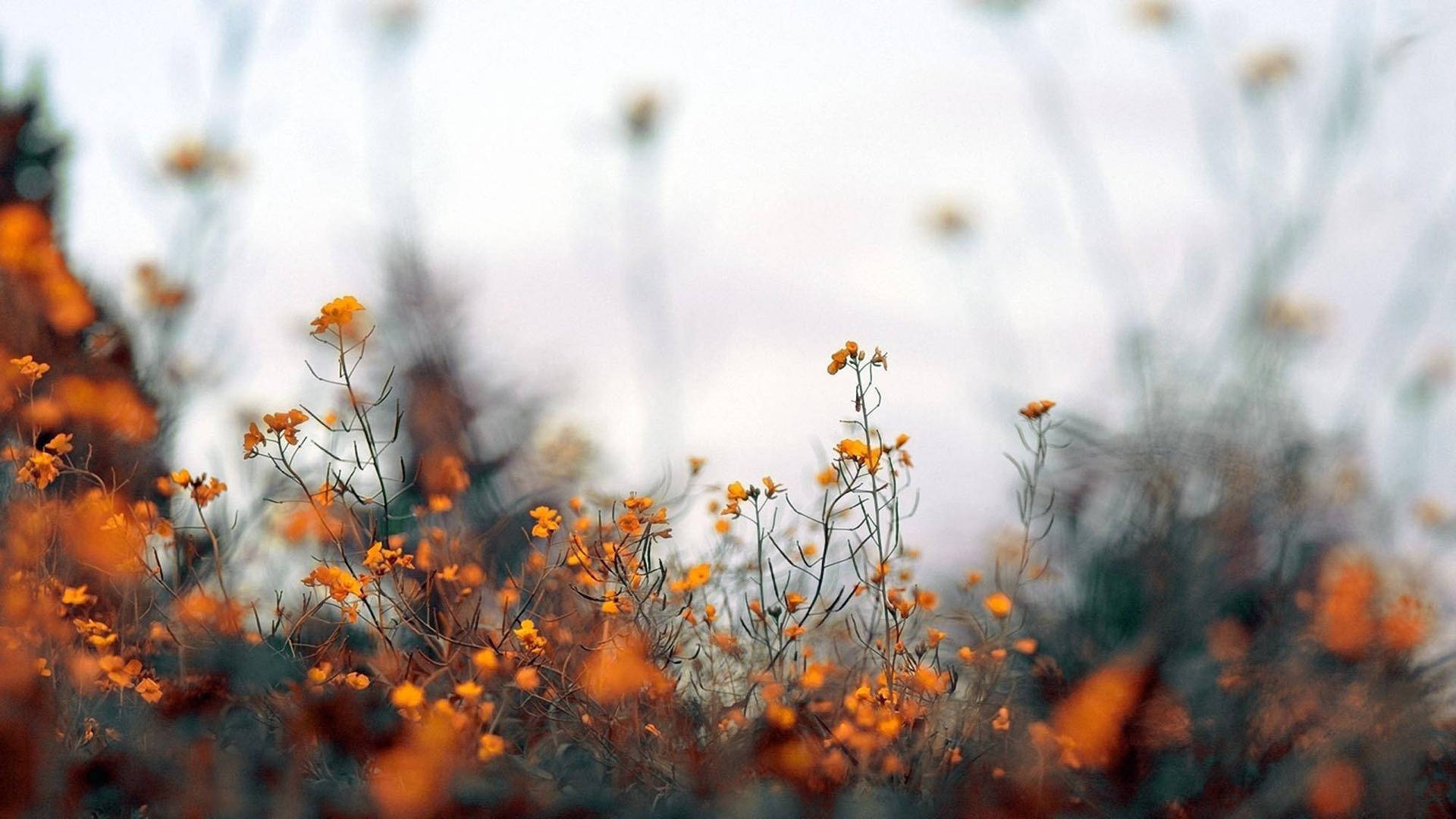 Lindoestético De Otoño Con Flores De Color Naranja. Fondo de pantalla