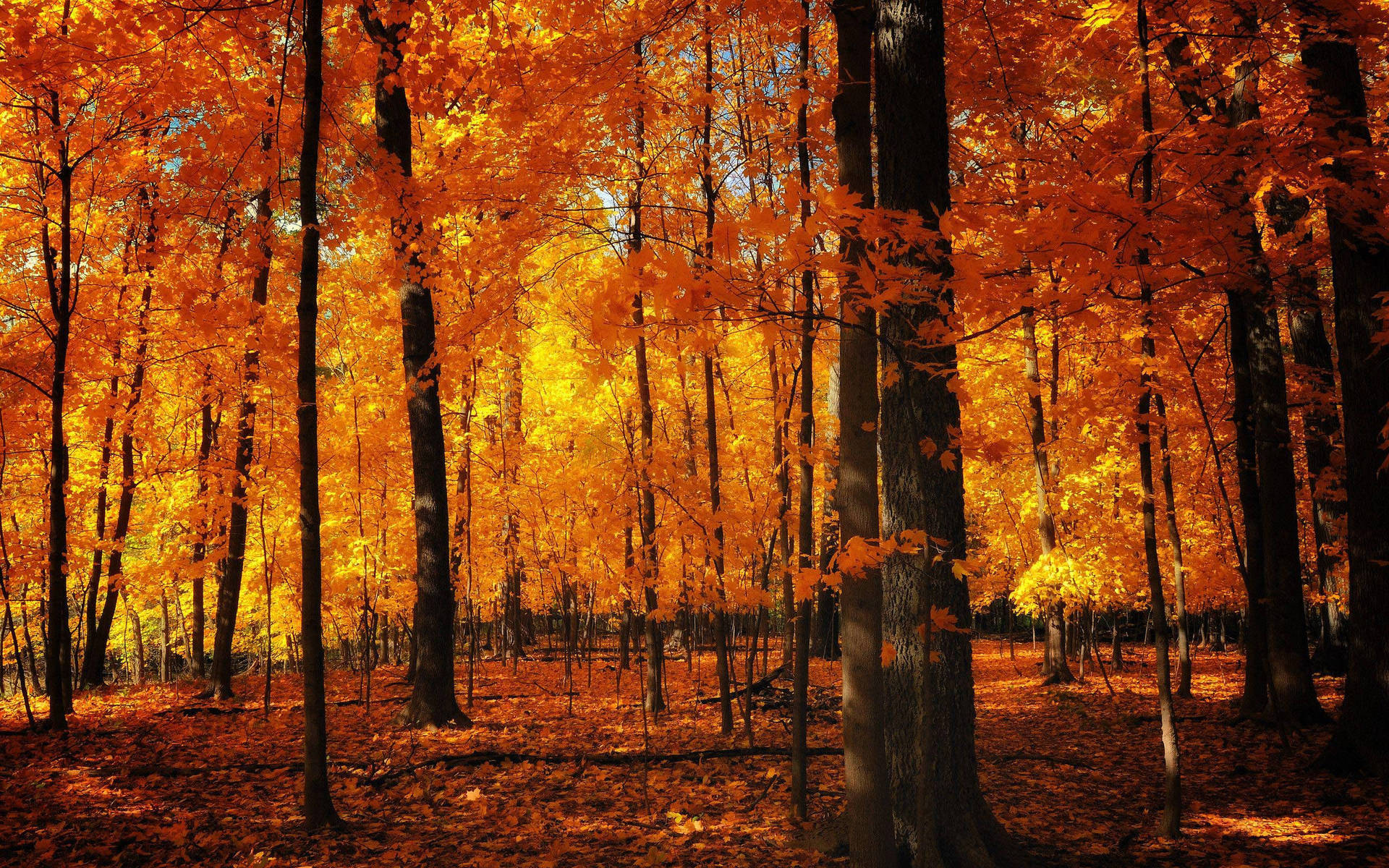 Sød efterår æstetisk fotografi af skov. Wallpaper