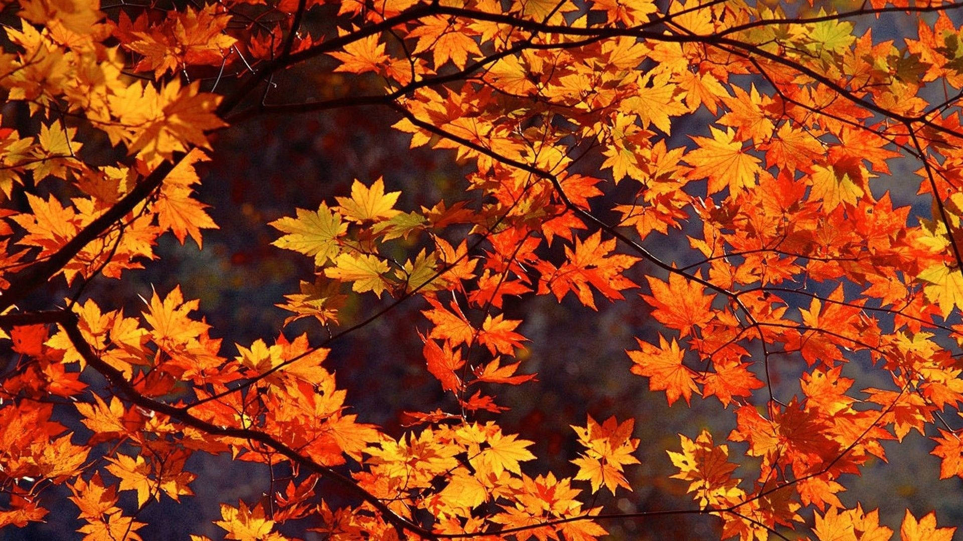 Cute Fall Autumn Leaves Wallpaper