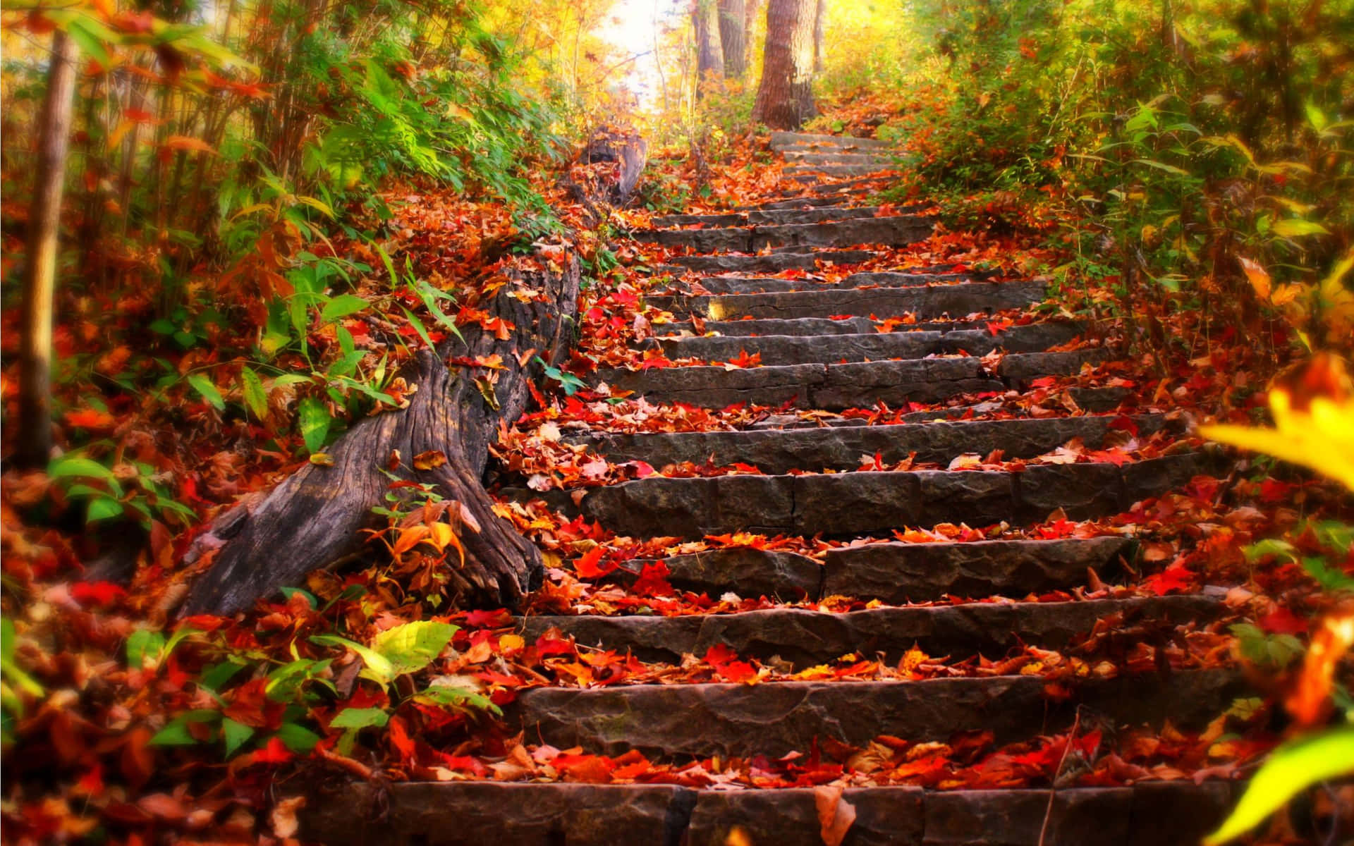 A Set Of Stairs Leading Up To A Forest With Leaves On Them