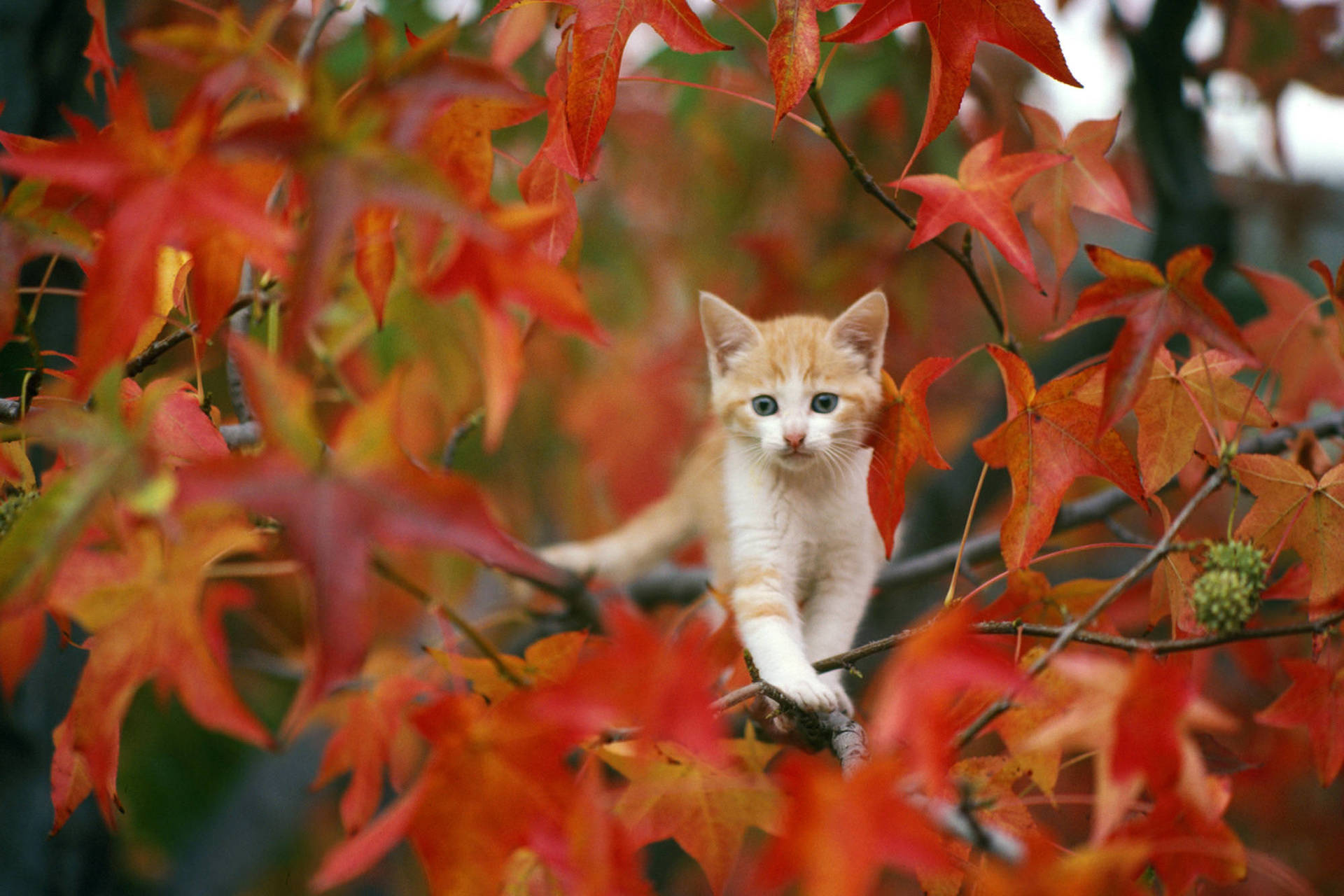 Cute Fall Cat Wallpaper