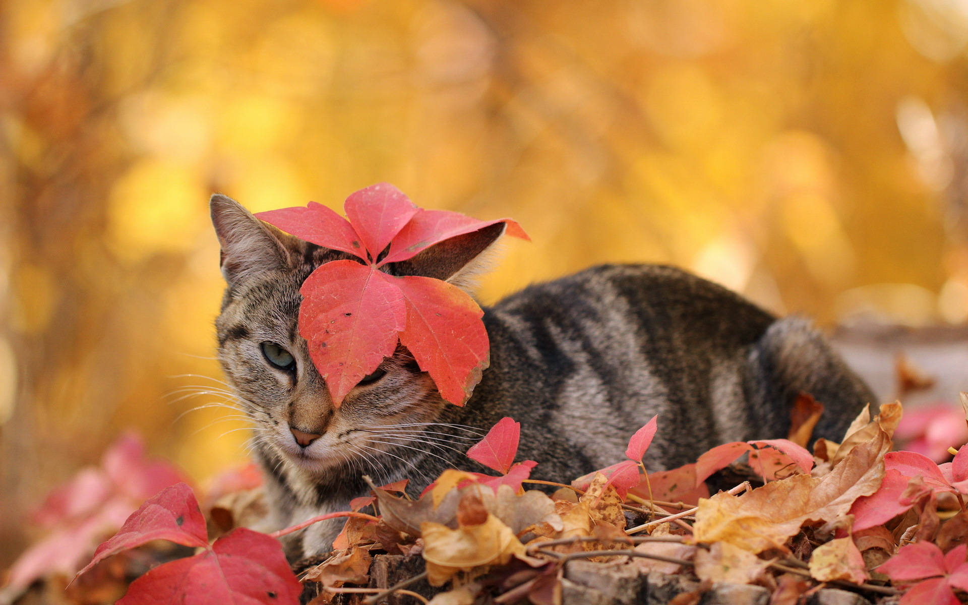 Cute Fall Cat Leaf Wallpaper