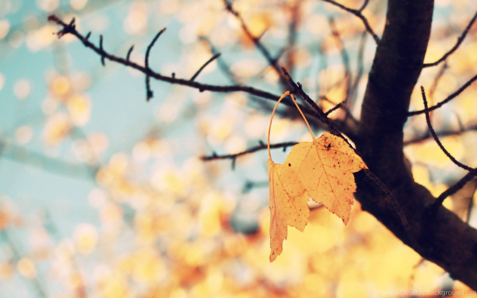 Cute Fall Leaves Wallpaper