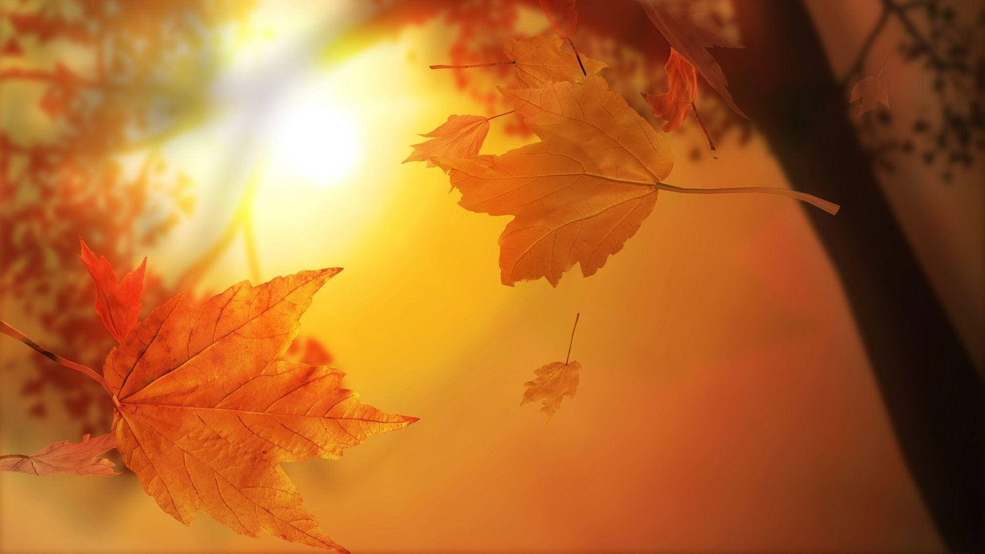 Cute Fall Sun Wallpaper