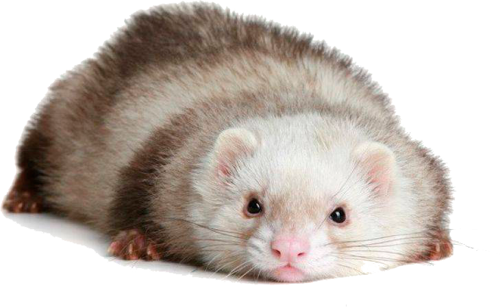 Cute Ferret Lying Down.png PNG