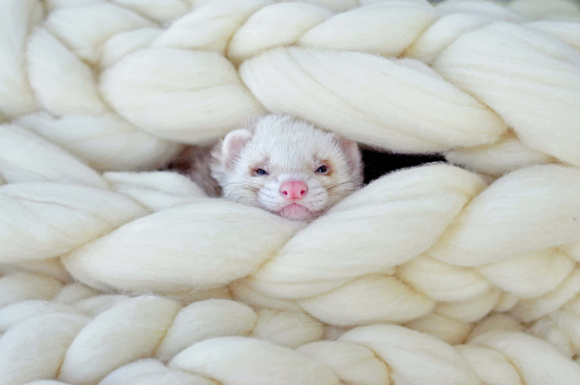 A curious ferret exploring its environment.