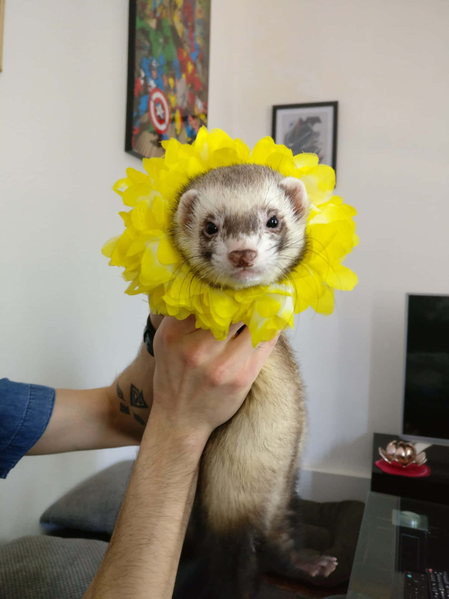 “This cute ferret loves to play!”