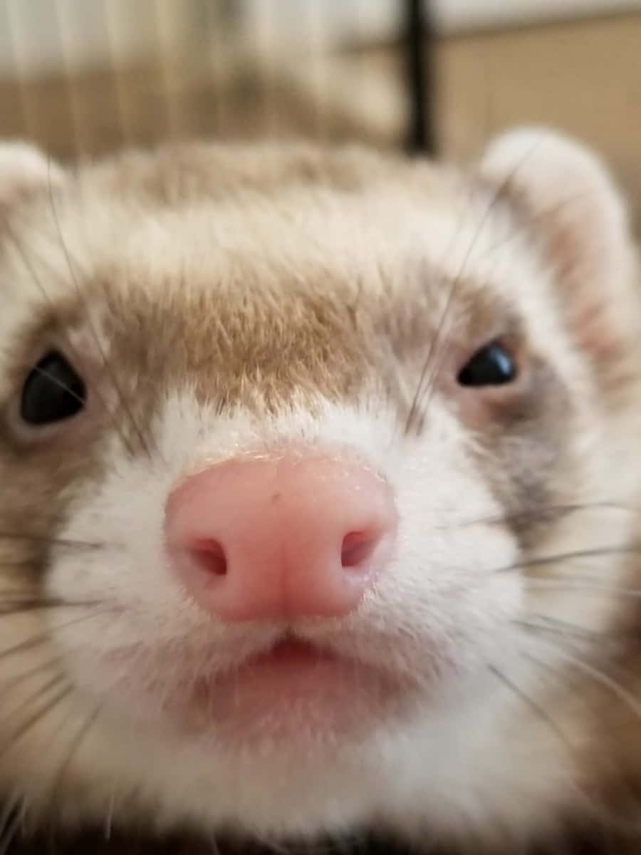 A Ferret With A Nose That Is Looking At The Camera