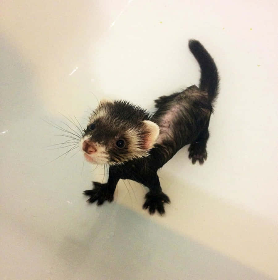 A Ferret Is Standing In A Tub With A Towel