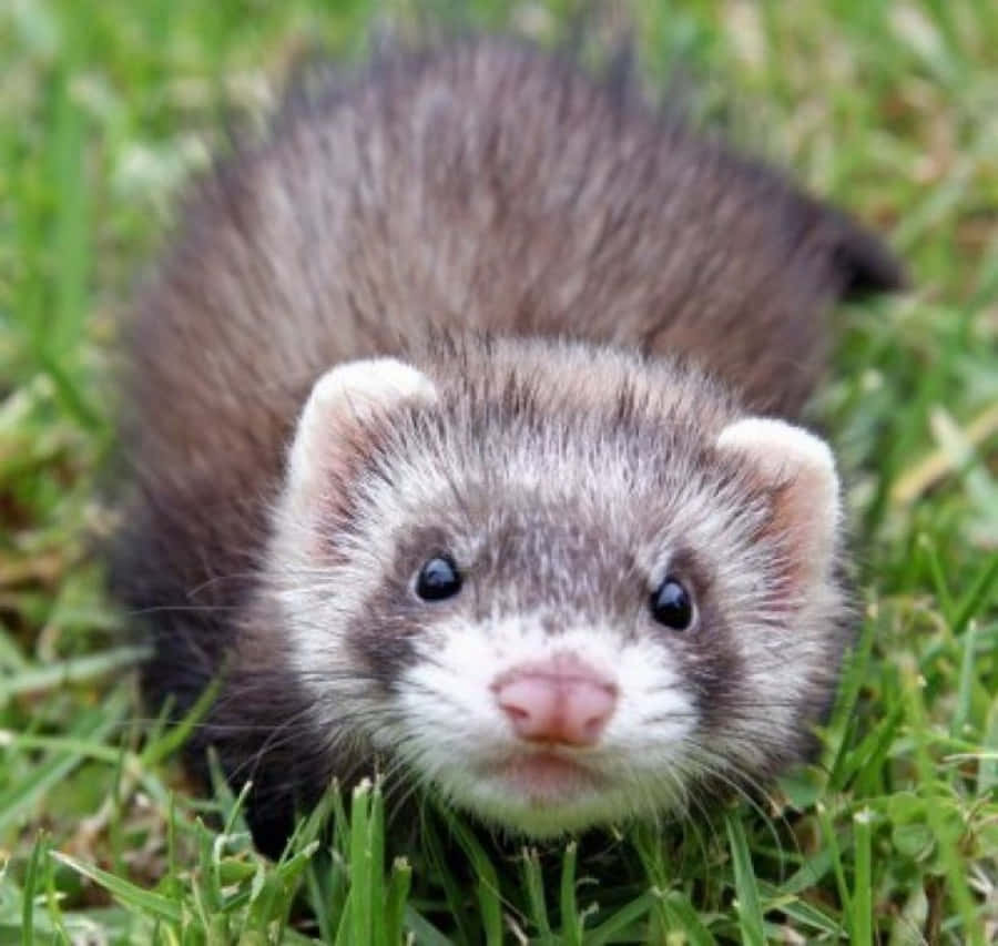 Cute Ferret Pictures On Grass