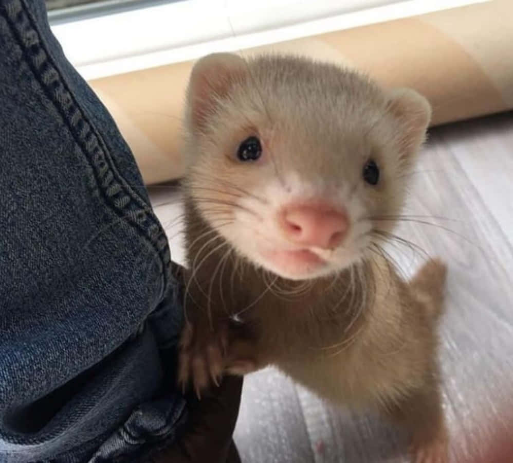 An adorable ferret peeking out from its cozy bed
