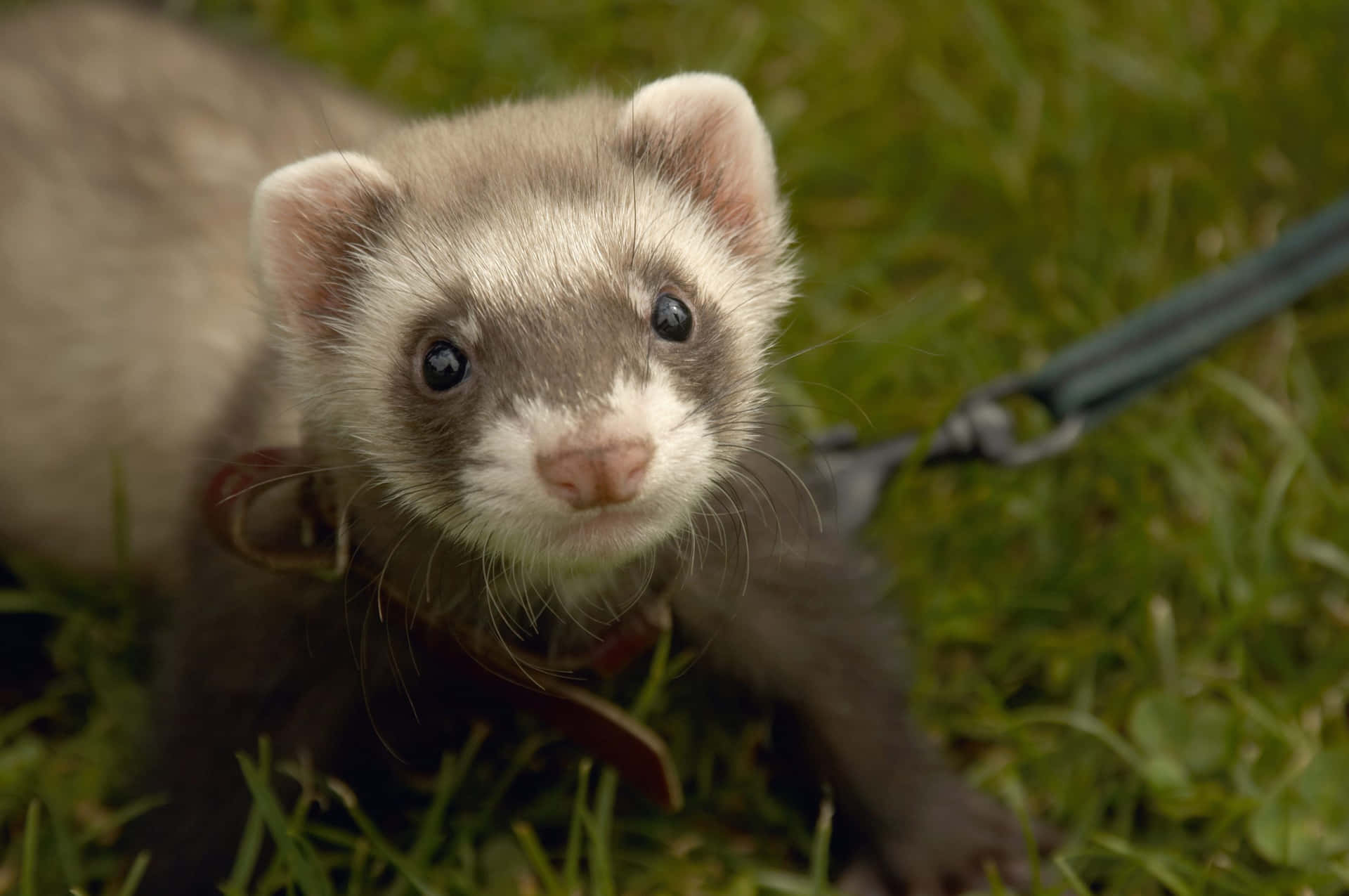 Enjoying a day of fun and play, this adorable ferret is sure to bring a smile to your face!
