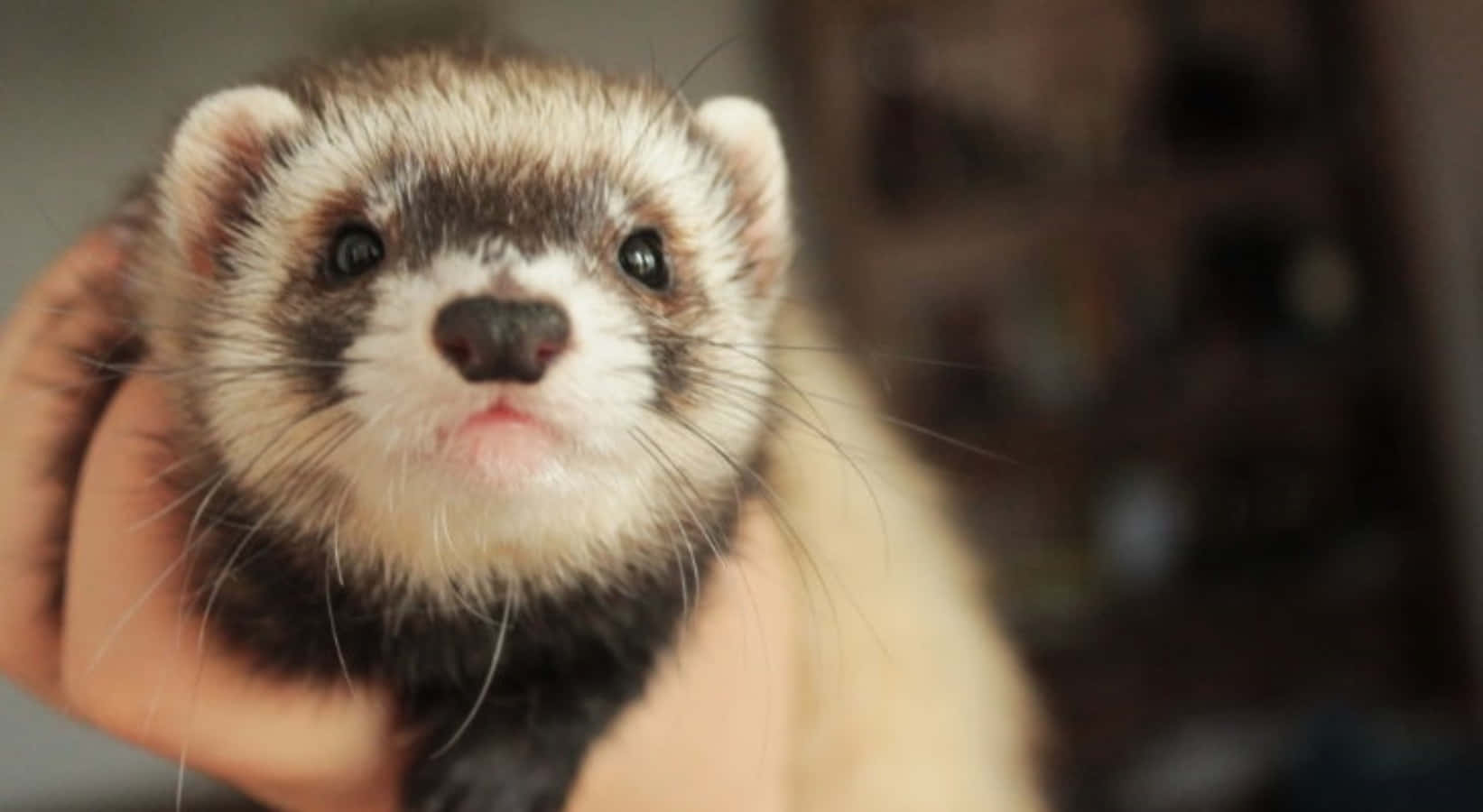 Ferrets Are Cute And Cuddly