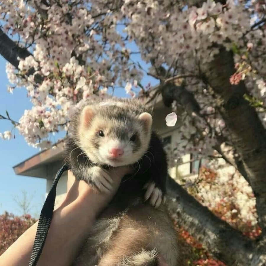 Cute Ferret Being Held Pictures