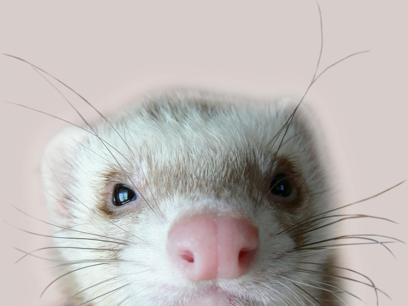 Check out this exceptionally cute little ferret!