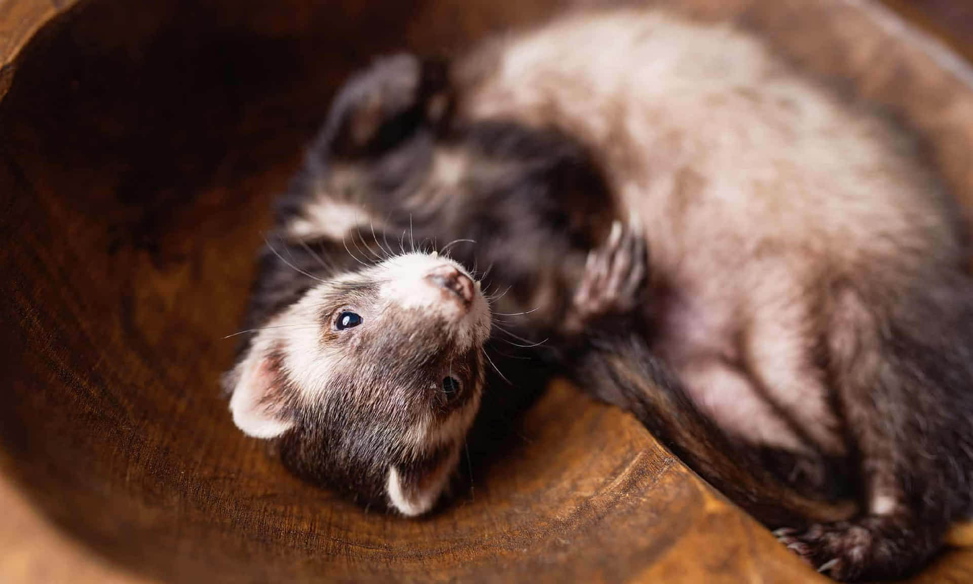 Ferrets Are A Great Pet For People With Allergies