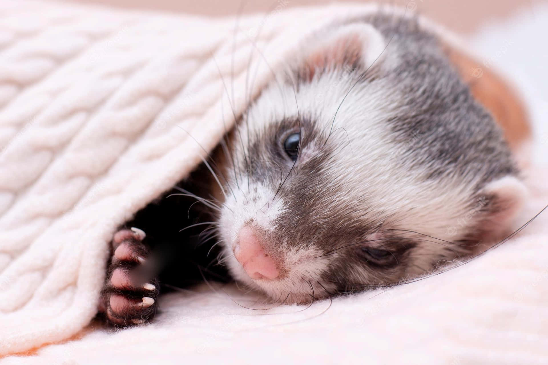 Look into the adorably inquisitive eyes of this fluffy ferret