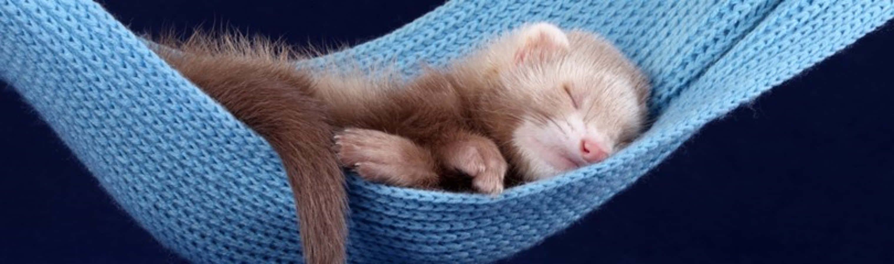 Cute Ferret Sleeping Pictures