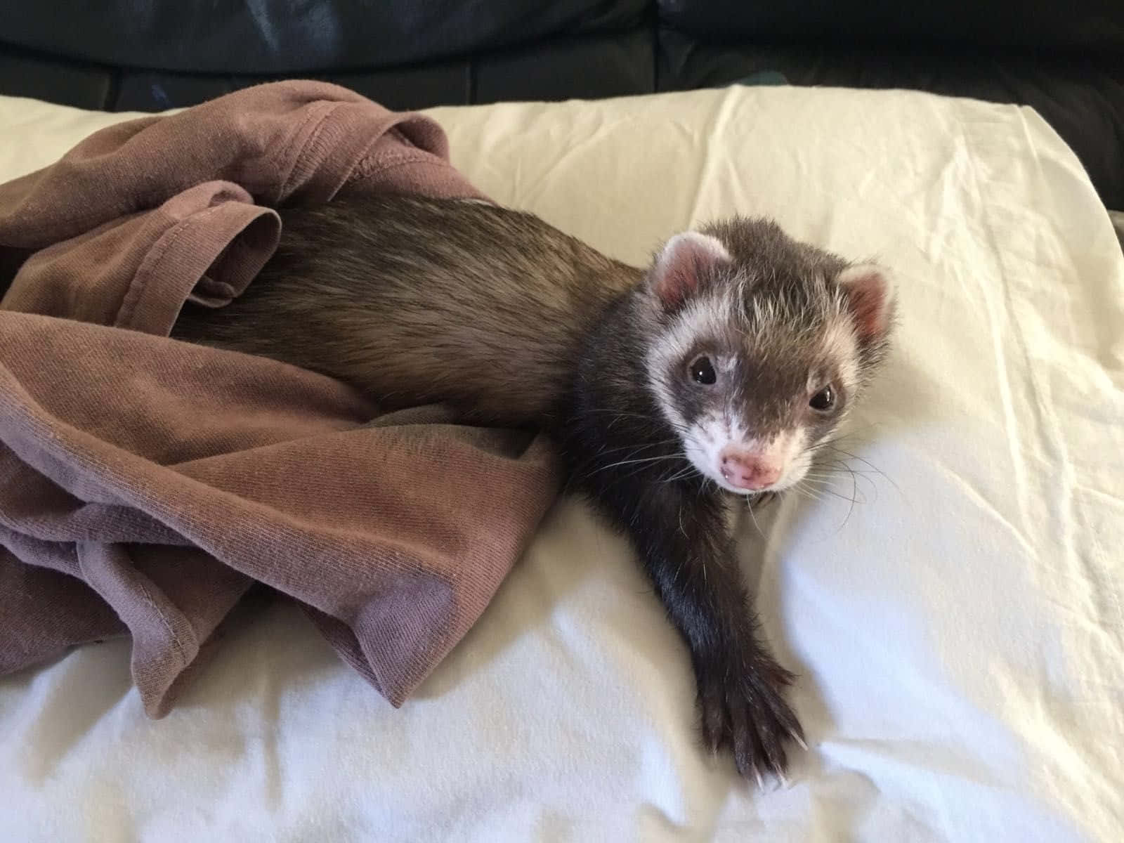 Cute ferret cuddled up next to a toy