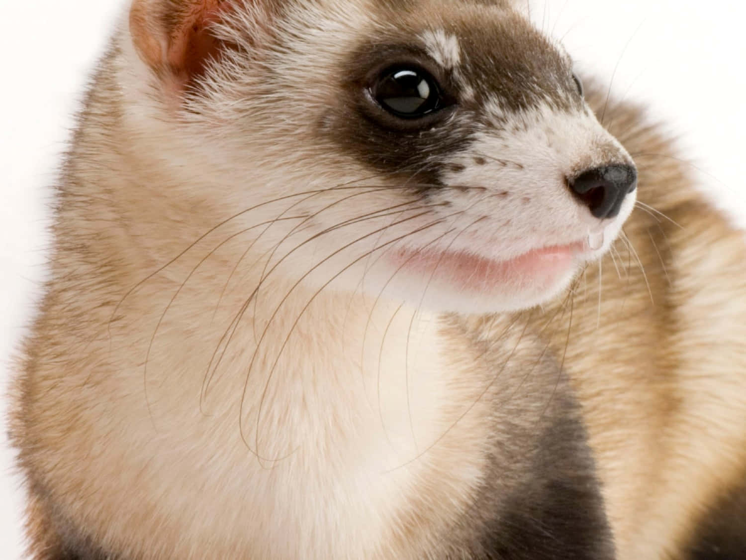 This cuddly ferret would make the perfect companion!