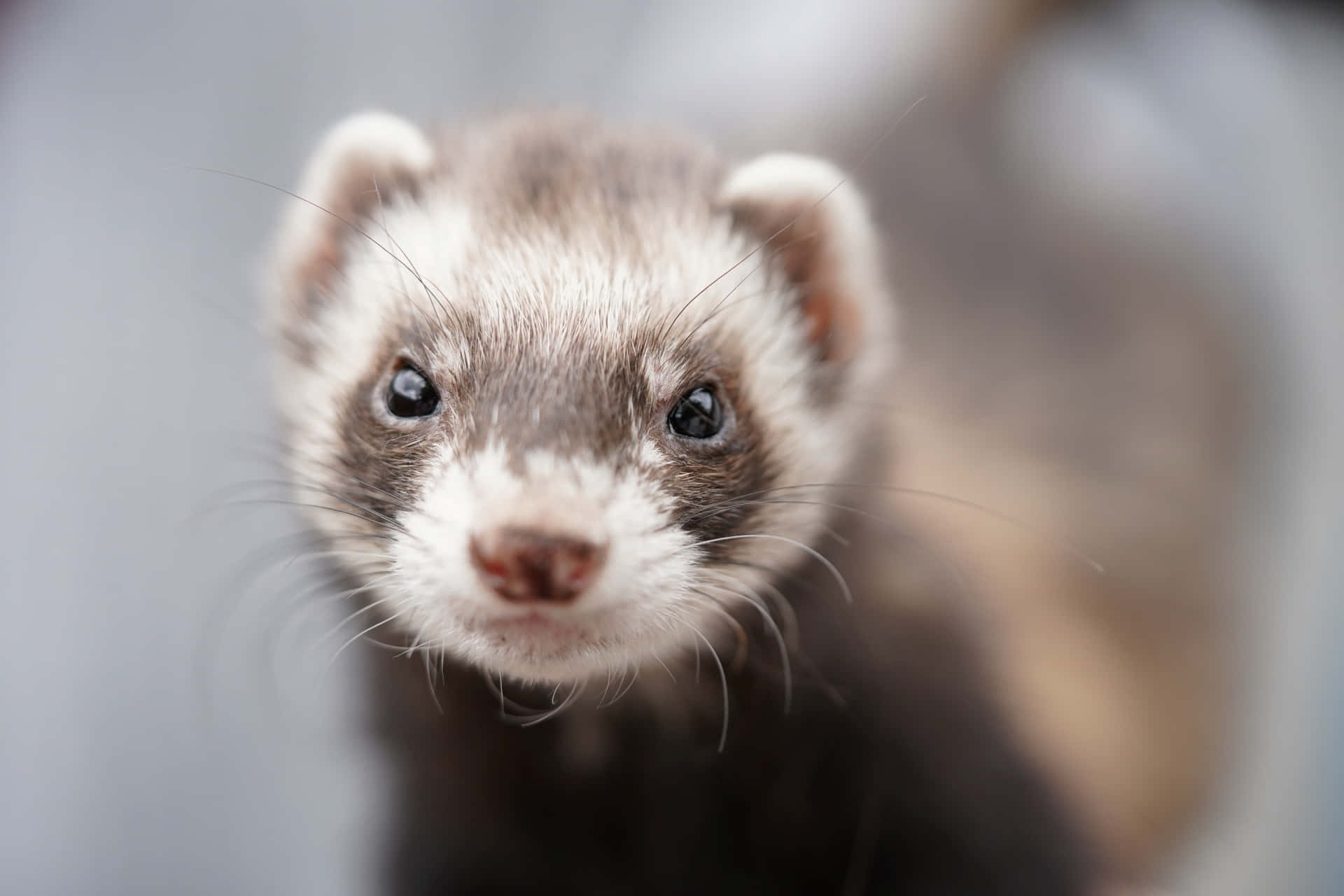 Cute Ferret Selective Pictures