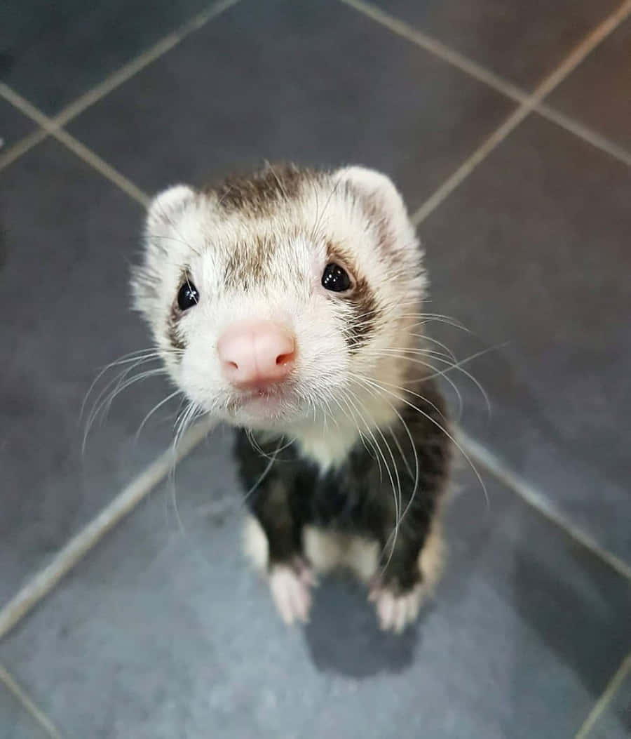 Cute Lonely Ferret Pictures