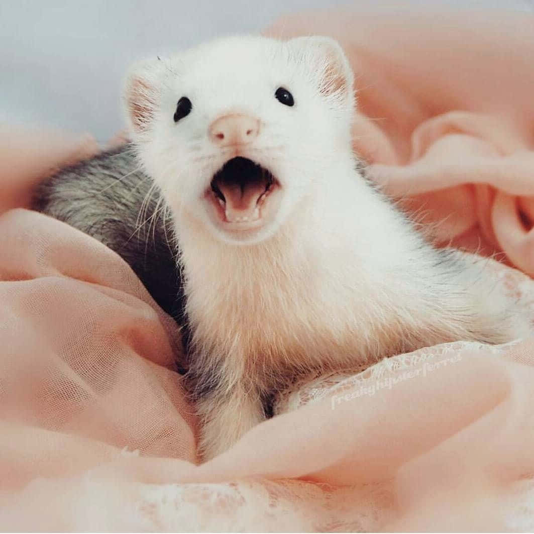 "Cute ferret looking for a hug!"