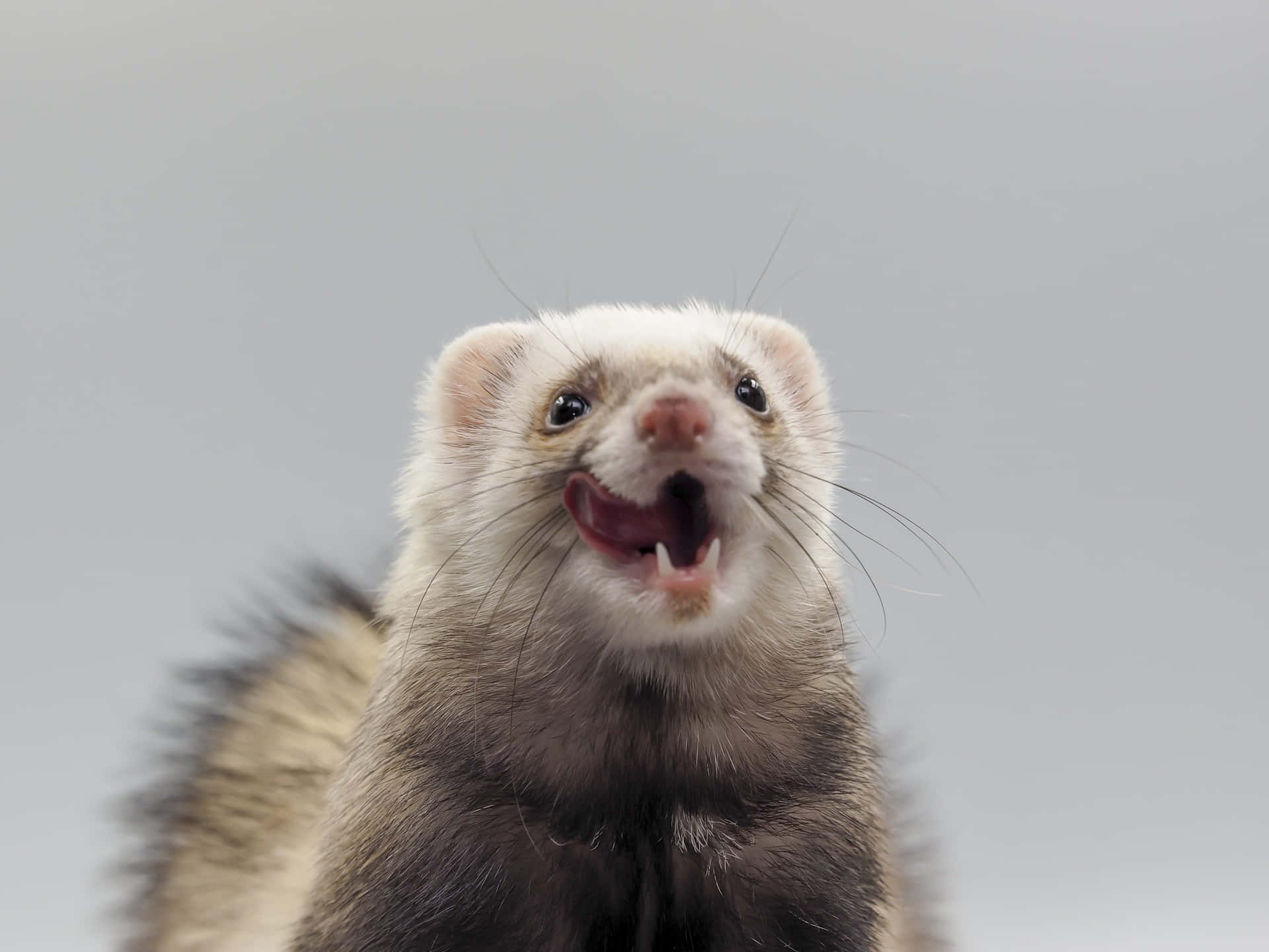 Ferret - A Ferret With Its Mouth Open